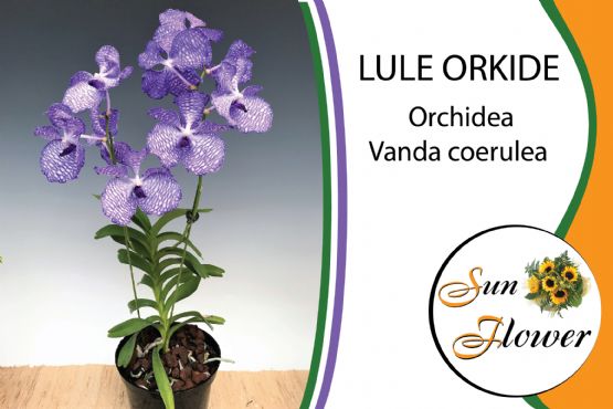 Lule Orchidea Vanda coerulea / Lord Rothschild's Variety nga SUN FLOWER ALBANIA